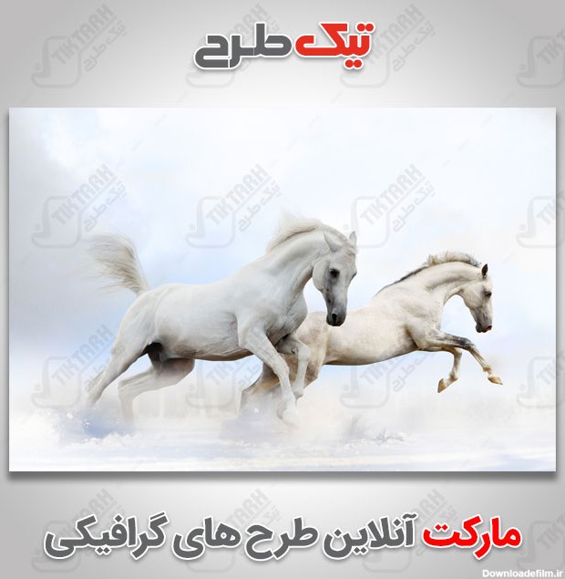 عکس با کیفیت اسب های سفید