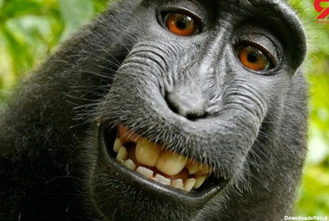 میمون هایی که سخنگو هستند +عکس