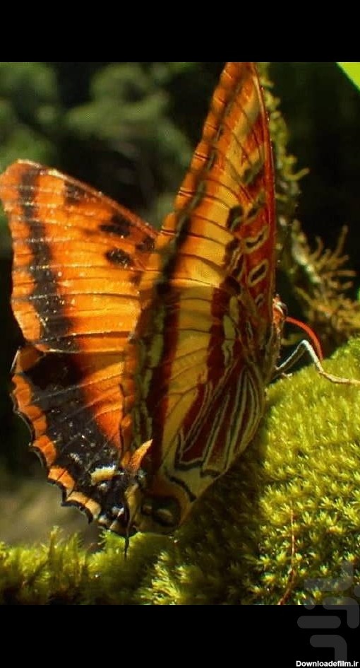 برنامه پس زمینه زنده پروانه HD Butterfly - دانلود | بازار