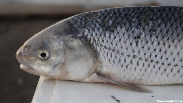 Mahi sefid(white fish) | tishineh tourism