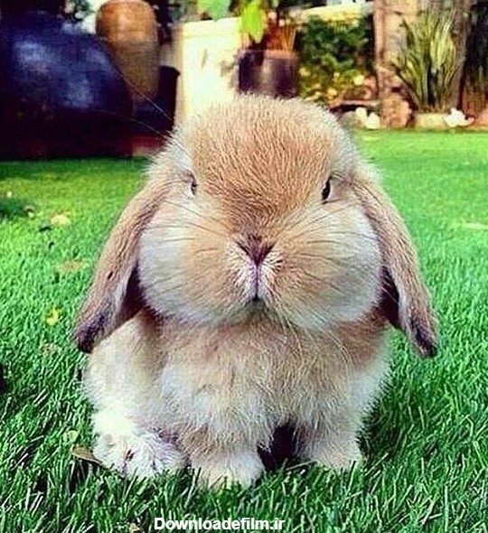 خرگوش هستن خیلی گوگولی - عکس ویسگون
