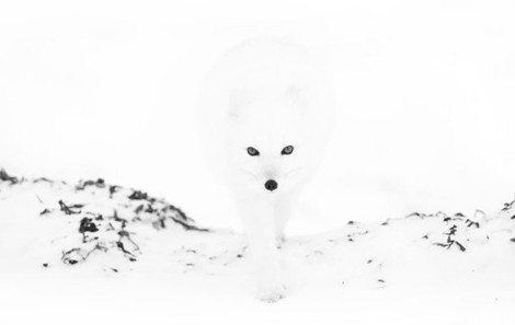 همشهری آنلاین - سفید روی سفید: روباه قطب شمال