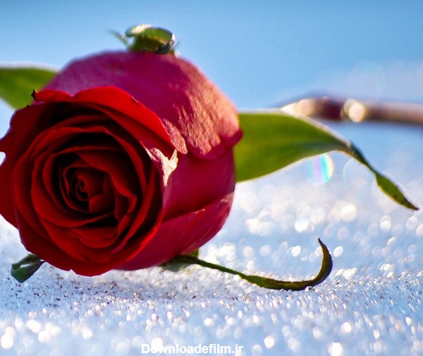 عکس تک شاخه گل رز قرمز روی برف های زمستانی سفید