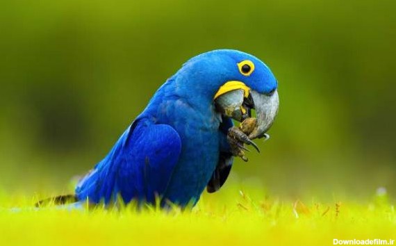 10 زیباترین پرنده دنیا با معرفی کامل آنها
