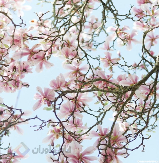 دانلود عکس شکوفه های بهاری درخت | عکس شکوفه های بهاری درخت | طبیعت ...
