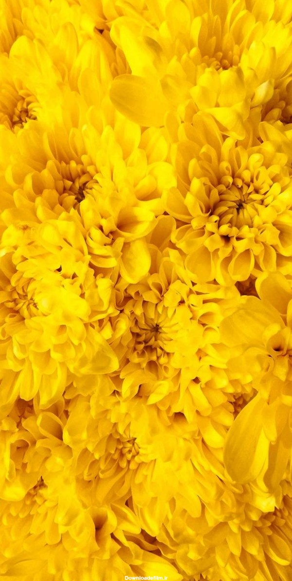 عکس زمینه گل های زرد پس زمینه | والپیپر گرام