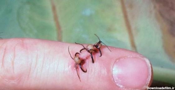 دانستنی هایی ترسناک از مورچه ها