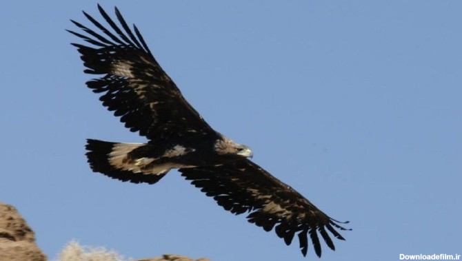 رهاسازی یک بهله عقاب طلایی در طبیعت شهرستان طرقبه شاندیز