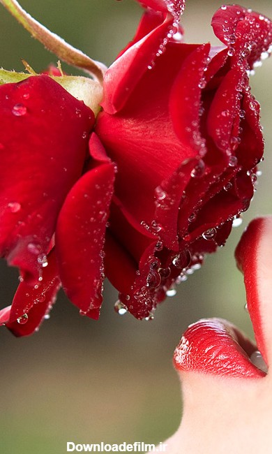 عکس های زیبا از گل های رز سرخ