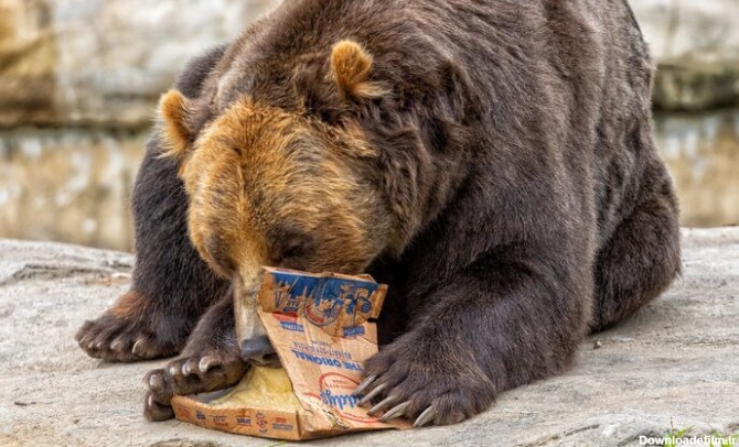 ببینید | حمله خرس سیاه به میز غذای یک خانواده در پیکنیک!