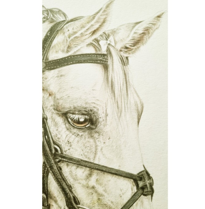 قیمت و خرید نقاشی مداد رنگی مدل سر اسب