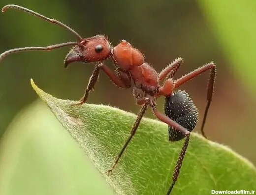 همشهری آنلاین - ترسناک‌ترین عکس از صورت یک مورچه | اگر می‌بینید ...