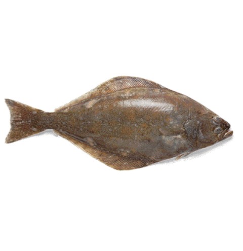 کفشک ماهی