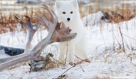 روباه قطبی، زیباترین پستاندار زمین (+تصاویر)