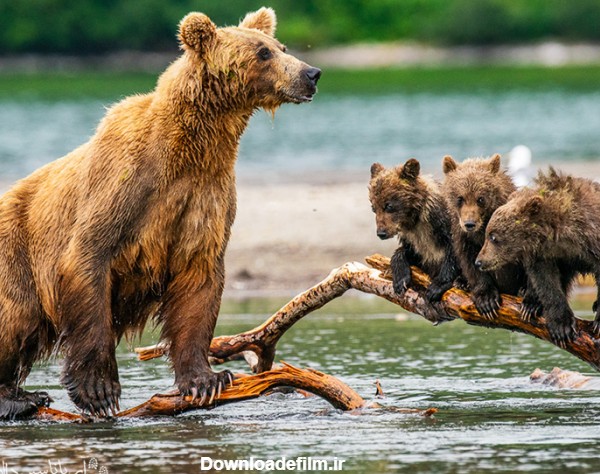 وجود یک خرس ماده به همراه توله‌هایش می‌تواند احتمال خطر حمله را چند برابر کند.