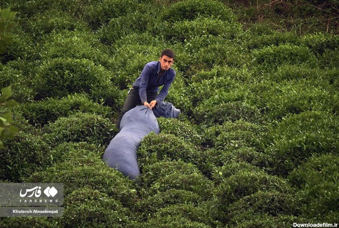 همشهری آنلاین - تصاویر زیبایی‌های مزرعه چای گیلان | نحوه برداشت ...