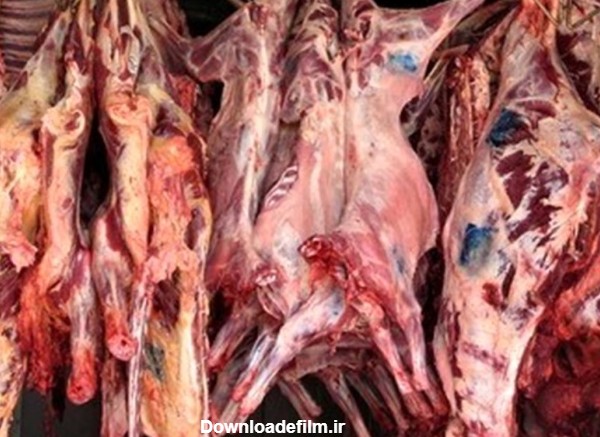 خوردن گوشت این حیوانات حرام است