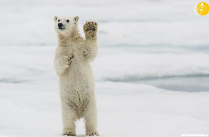 فرارو | (تصاویر) بچه خرس قطبی برای استقبال روی پاهایش ایستاد!