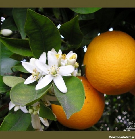 زیباترین متن ادبی در مورد بهار نارنج