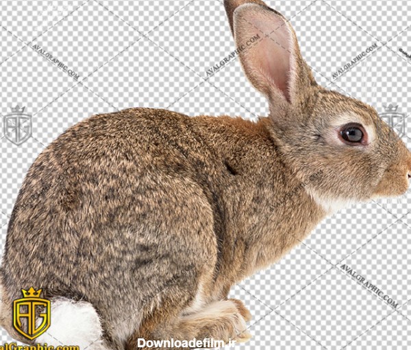 خرگوش بزرگ , پی ان جی خرگوش , دوربری خرگوش , عکس خرگوش با زمینه شفاف, خرگوش با فرمت png