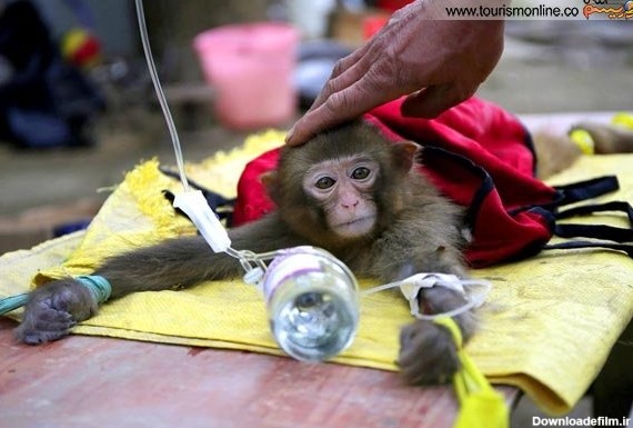 دردسرهای سال میمون برای میمون!/ عکس - خبرآنلاین