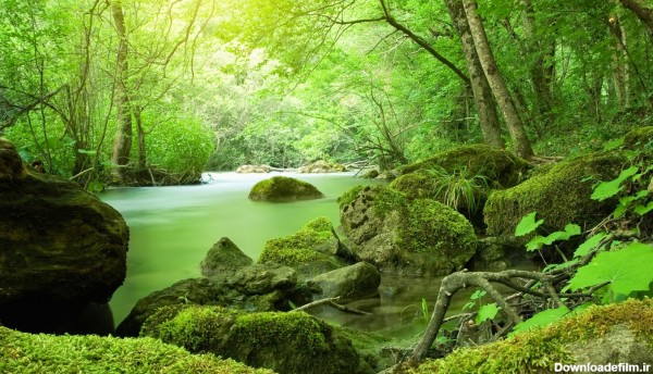 بهترین پروفایل رودخانه درون جنگل سرسبز شگفت انگیز