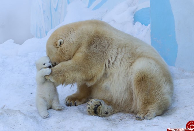 دوست داشتنی ترین خرس قطبی