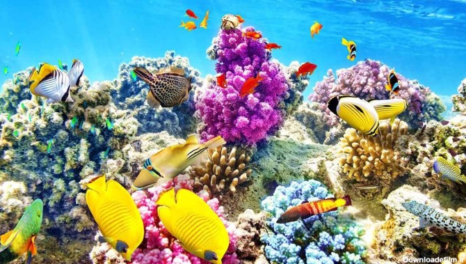 مرجان چیست ؟ — زیست شناسی به زبان ساده – فرادرس - مجله‌