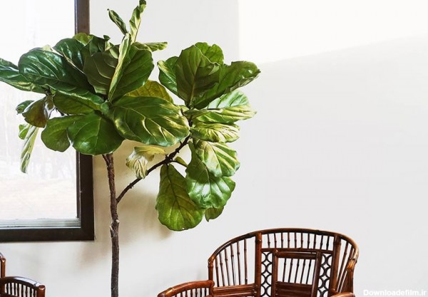 گیاه فیکوس لیراتا از جمله درختچه های آپارتمانی