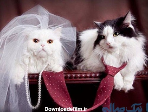 ازدواج گربه ها | برگزاری مراسم فوق لاکچری برای ازدواج گربه ها