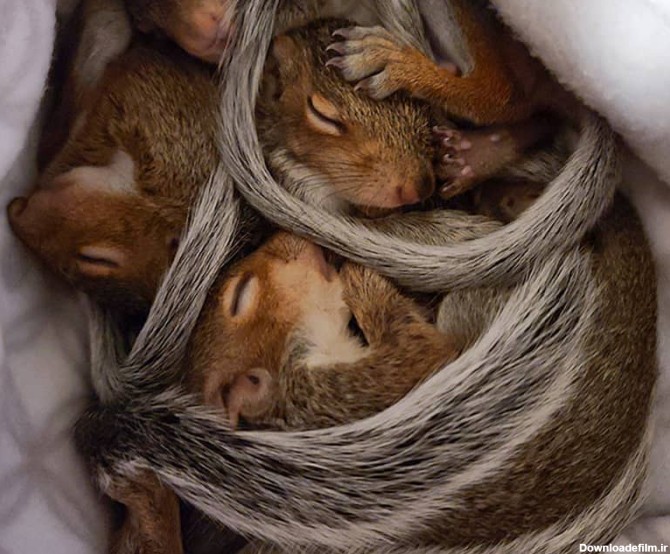 چندین بچه سنجاب در خواب