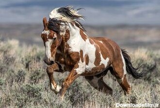 تصویری زیبا از اسب ده هزار ساله آمریکایی