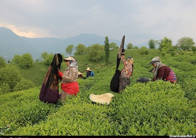 گیلان| چین بهاره برگ سبز چای در مزارع شرق گیلان + تصاویر - تسنیم