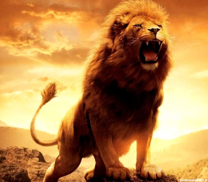 Lion Cool Wallpapers - Wallpaper Cave