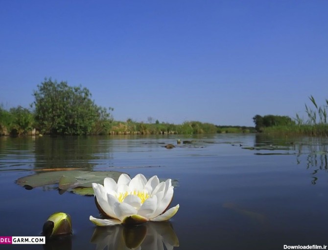 50 عکس حیرت انگیز گل نیلوفر آبی با کیفیت بالا
