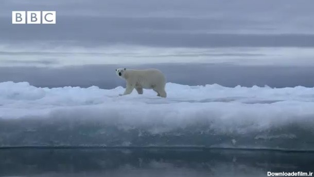 💯نبرد این خرس قطبی برای بقا در وحشی ترین‌محیط زمین دیدنیه ...