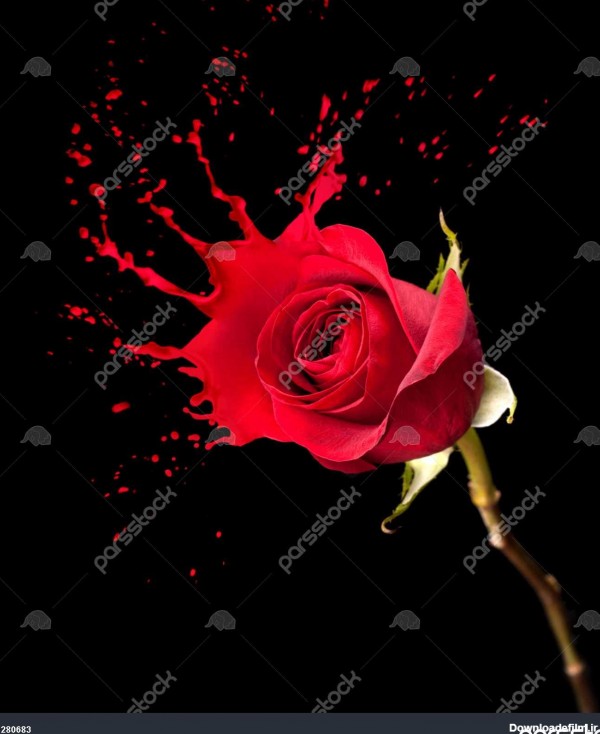 گل رز قرمز با قرمز پاشیده روی پس زمینه سیاه 1280683
