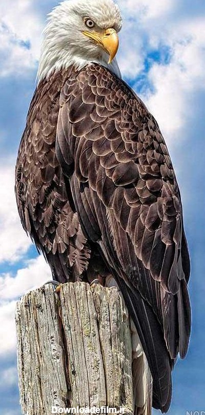 عکس عقاب زنده - عکس نودی