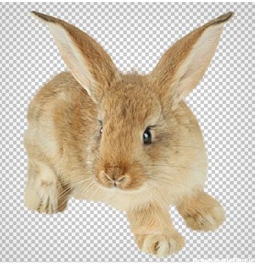 فایل با کیفیت دوربری شده خرگوش قهوه ای (Brown Bunny PNG Picture)