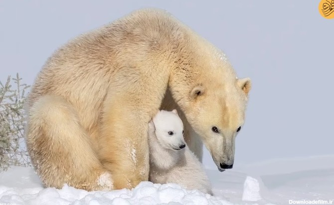 فرارو | عکس روز حیات وحش؛ توله خرس قطبی مادرش را کلافه کرد