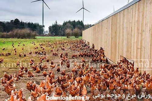 پرورش مرغ | تولید و پرورش مرغ با استفاده از جوجه های یکروزه - هواباتور