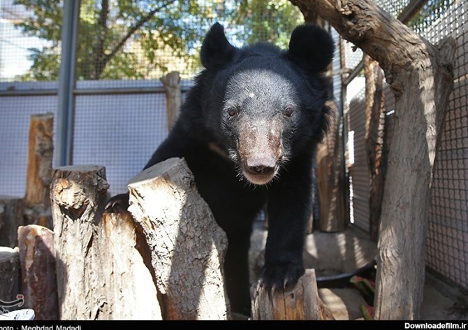 جمعیت خرس سیاه بلوچی در لبه پرتگاه انقراض + عکس های جذاب از این ...