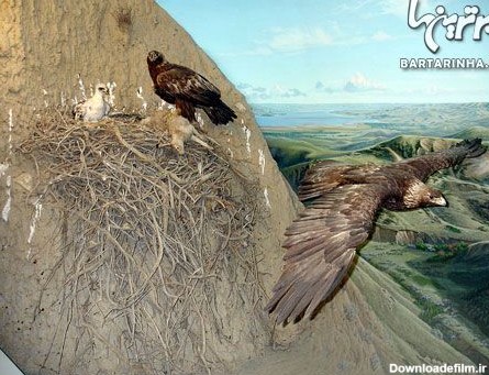 ۱۰ عقاب غول پیکر روی زمین + عکس
