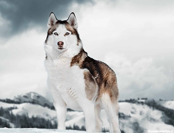 نژاد سگ آلاسکن هاسکی (Alaskan Husky) عکس و ویدیو