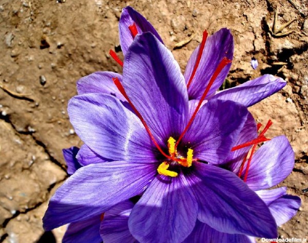 عکسی زیبا از گل زعفران + تاریخچه و خواص