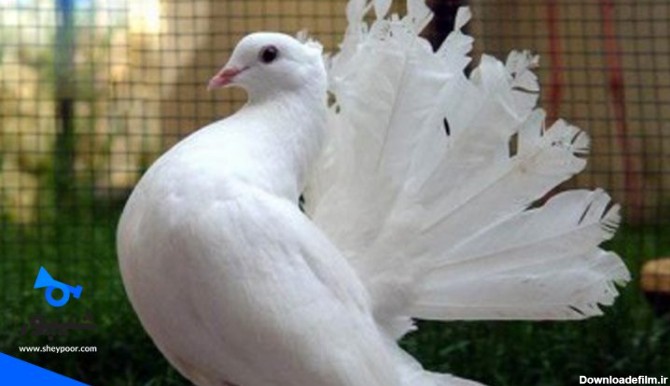 کبوتر و انواع آن در ایران
