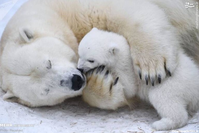 مشرق نیوز - تصاویر دیدنی از خرس‌های سفید قطبی
