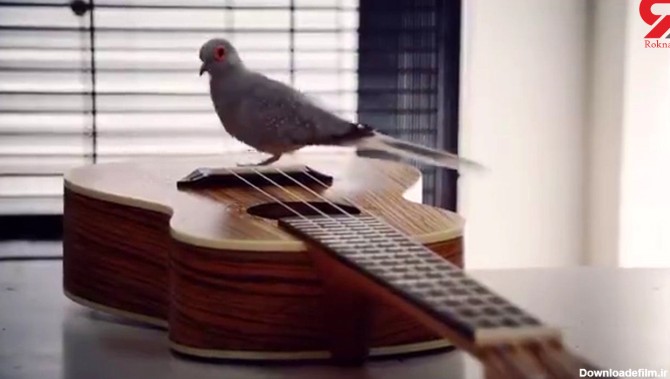 کبوتری که گیتار می زند+عکس و ویدئو