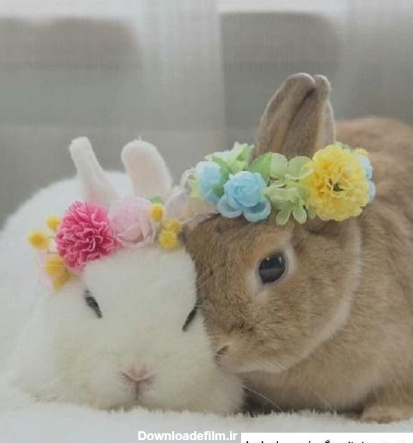 عکس خرگوش بامزه ❤️ [ بهترین تصاویر ]