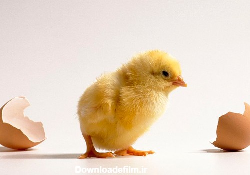 پرورش جوجه مرغ | نگهداری و تغذیه جوجه یک روزه